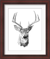 Framed 'Young Buck Sketch III' border=