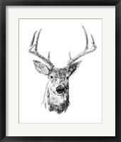 Young Buck Sketch III Framed Print