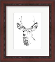 Framed 'Young Buck Sketch IV' border=