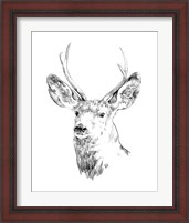 Framed 'Young Buck Sketch IV' border=