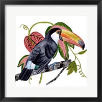 Framed Toco Toucan II