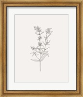 Framed 'Wild Foliage Sketch I' border=