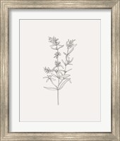 Framed 'Wild Foliage Sketch I' border=