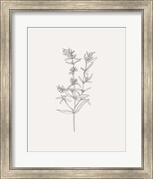 Framed 'Wild Foliage Sketch I' border=