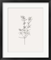 Framed 'Wild Foliage Sketch I' border=