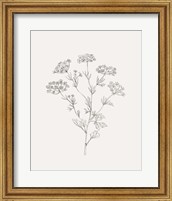 Framed 'Wild Foliage Sketch III' border=