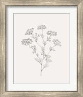 Framed 'Wild Foliage Sketch III' border=