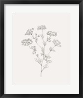 Wild Foliage Sketch III Framed Print