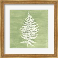 Framed 'Forest Ferns I' border=