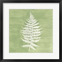 Framed 'Forest Ferns I' border=