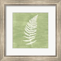 Framed 'Forest Ferns III' border=