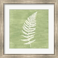 Framed 'Forest Ferns III' border=