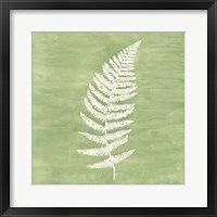 Forest Ferns III Framed Print