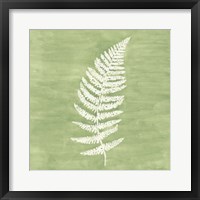 Framed 'Forest Ferns III' border=