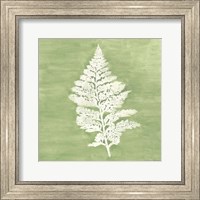 Framed 'Forest Ferns IV' border=