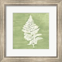 Framed 'Forest Ferns IV' border=