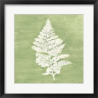 Framed 'Forest Ferns IV' border=