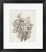 Framed 'Leaf Arrangement IV' border=