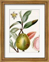 Framed Turpin Tropical Fruit IX