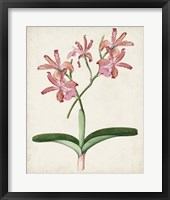 Framed Orchid Pair I