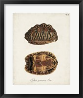 Antique Turtles & Shells I Framed Print