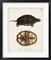 Antique Turtles & Shells II Framed Print