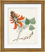 Framed 'Botanical of the Tropics I' border=