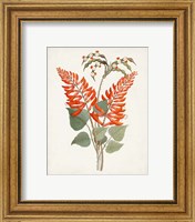 Framed 'Botanical of the Tropics II' border=