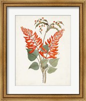 Framed 'Botanical of the Tropics II' border=