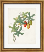 Framed 'Botanical of the Tropics III' border=