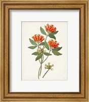 Framed 'Botanical of the Tropics V' border=