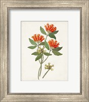 Framed 'Botanical of the Tropics V' border=