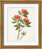 Framed 'Botanical of the Tropics V' border=