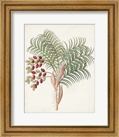 Framed 'Botanical of the Tropics VII' border=