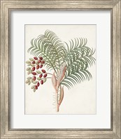 Framed 'Botanical of the Tropics VII' border=