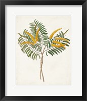 Framed 'Botanical of the Tropics VIII' border=