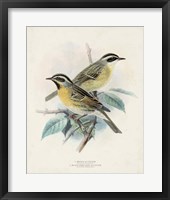 Antique Birds I Framed Print