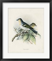 Antique Birds II Framed Print