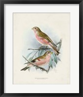 Antique Birds IV Framed Print