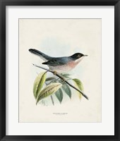 Antique Birds V Framed Print