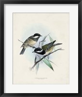 Antique Birds VII Framed Print