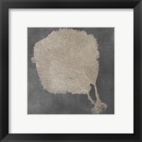 Framed 'Natural Sea Fan II' border=