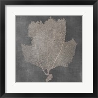 Framed 'Natural Sea Fan III' border=