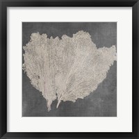 Framed 'Natural Sea Fan IV' border=