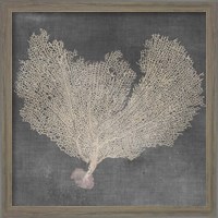 Framed 'Natural Sea Fan VI' border=