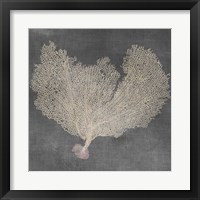 Framed 'Natural Sea Fan VI' border=