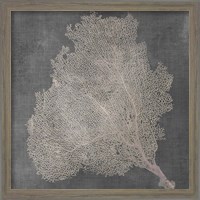 Framed 'Natural Sea Fan VII' border=