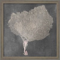 Framed 'Natural Sea Fan VIII' border=