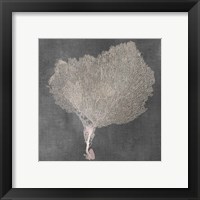 Framed 'Natural Sea Fan VIII' border=