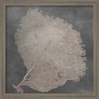 Framed 'Natural Sea Fan IX' border=